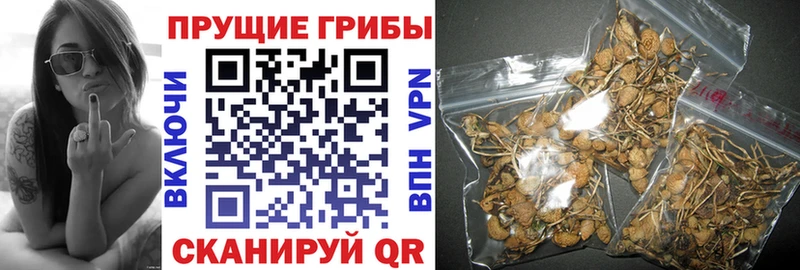 Галлюциногенные грибы GOLDEN TEACHER  Купить где  Мариинск 